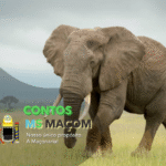 Designer elefante