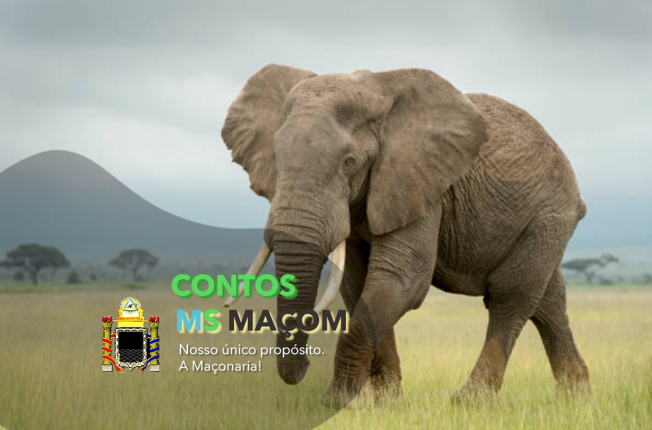 Designer elefante